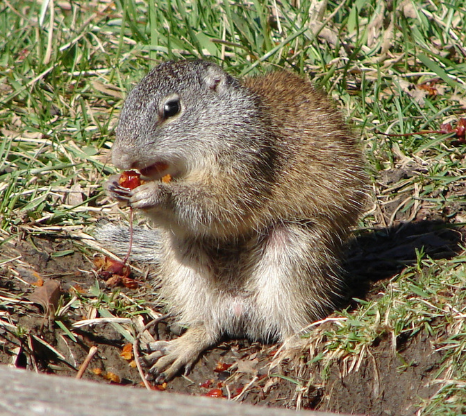 Rodentia