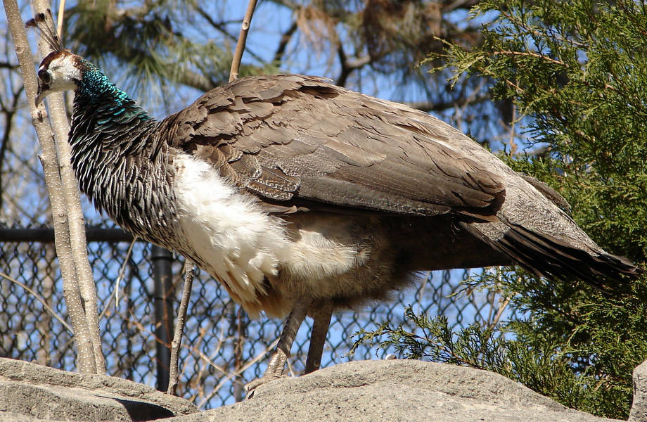 Galliformes