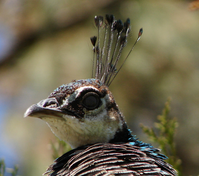 066peahen