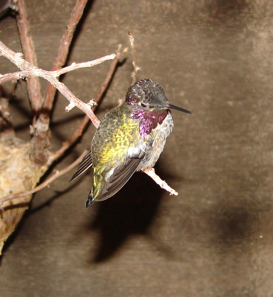 Trochilidae