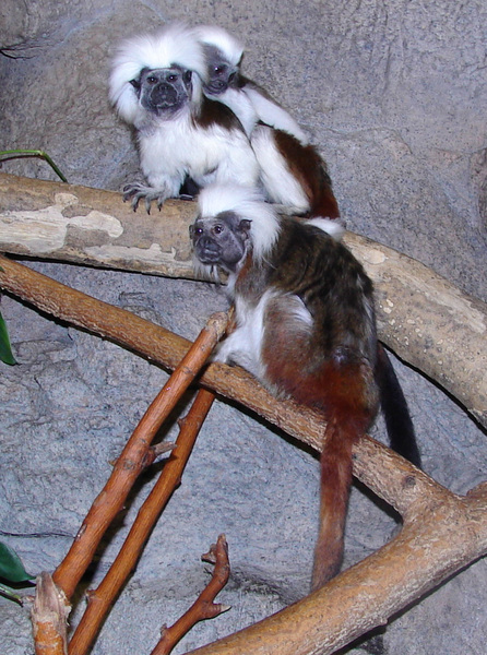 Simiiformes