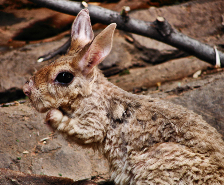 Eumetazoa