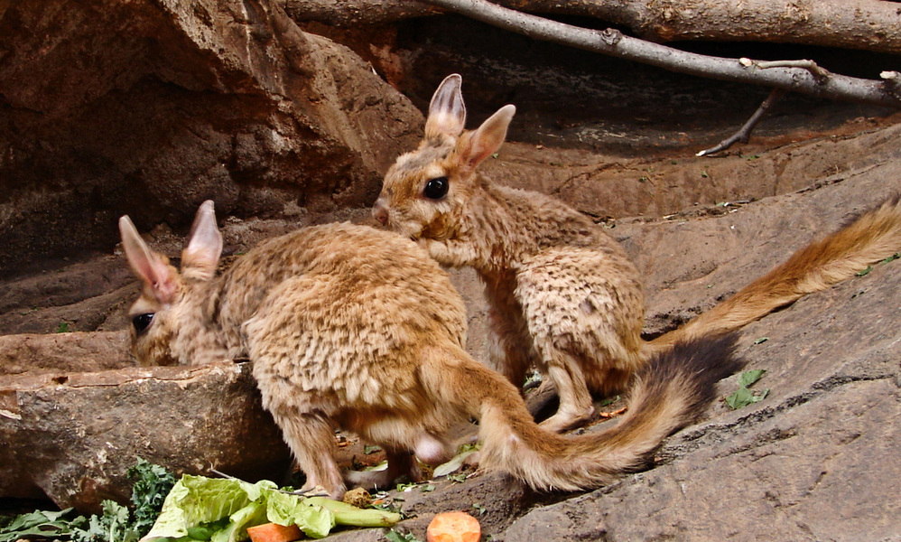 Pedetes capensis