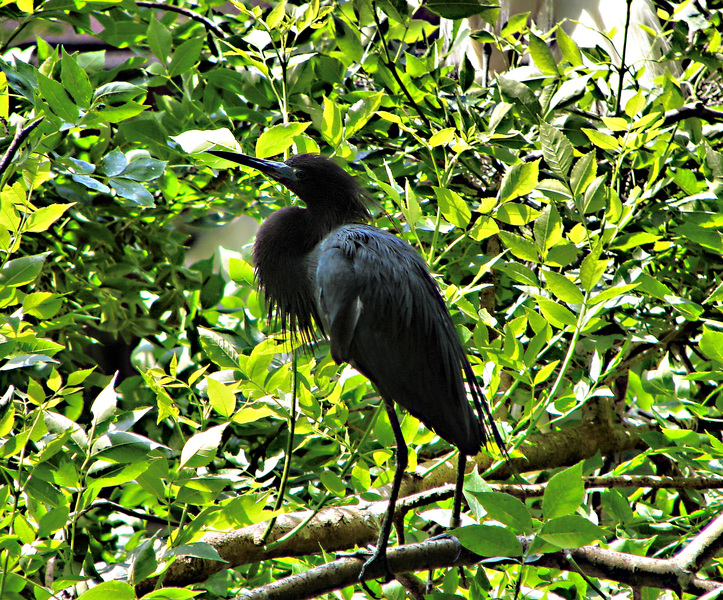 Egretta ardesiaca