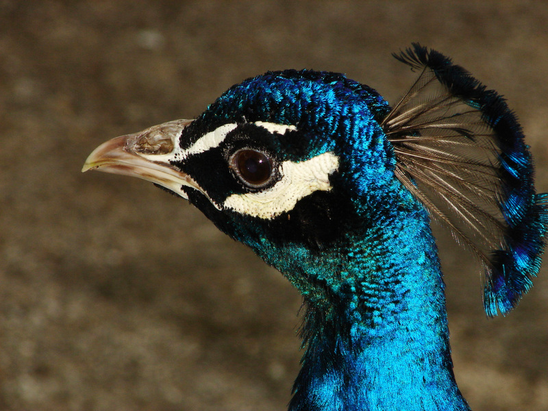 Galliformes