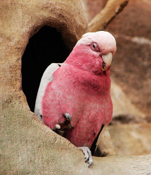 124galah