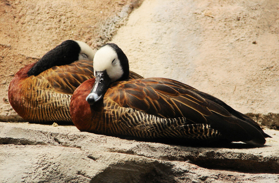 129whitefacedwhistlingduck