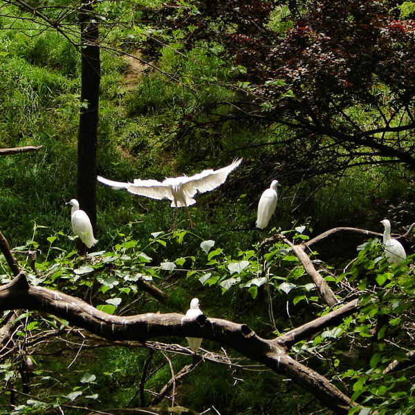 Ciconiiformes