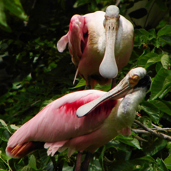 Ciconiiformes