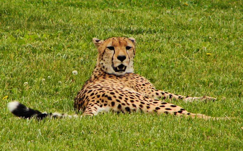 141cheetah