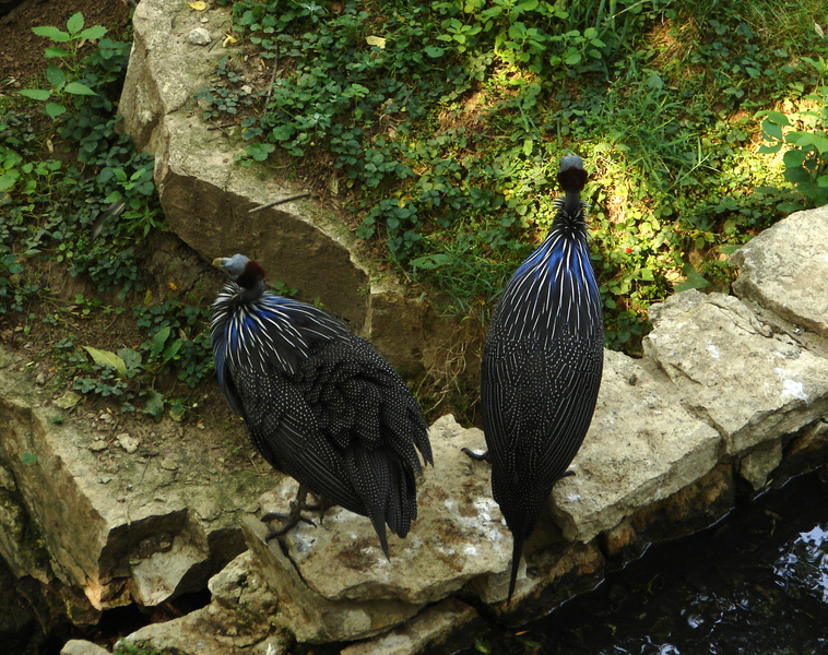 Galliformes