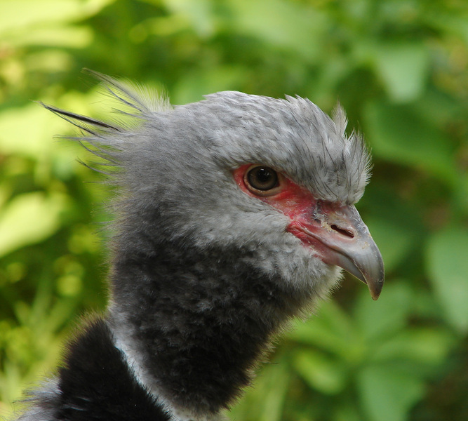 Anseriformes