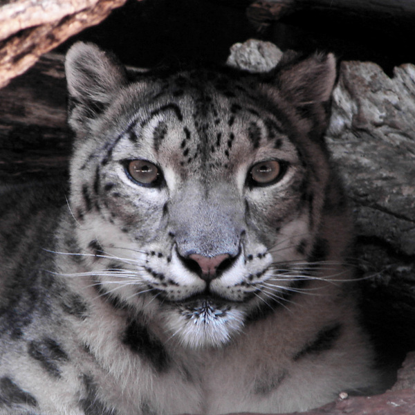 189snowleopard