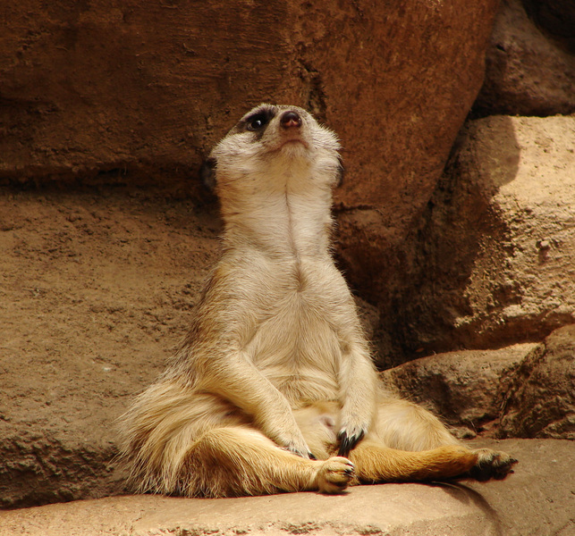 195meerkat