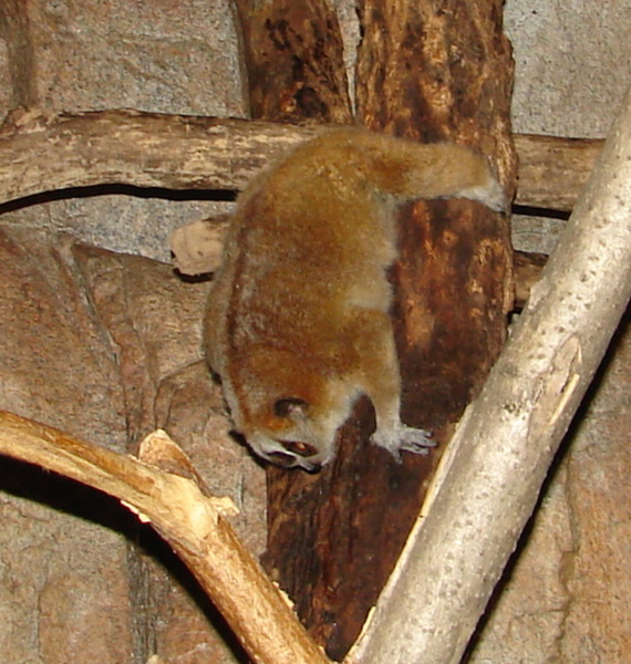 Nycticebus pygmaeus