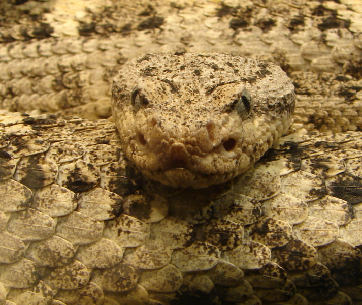 Crotalus mitchelli