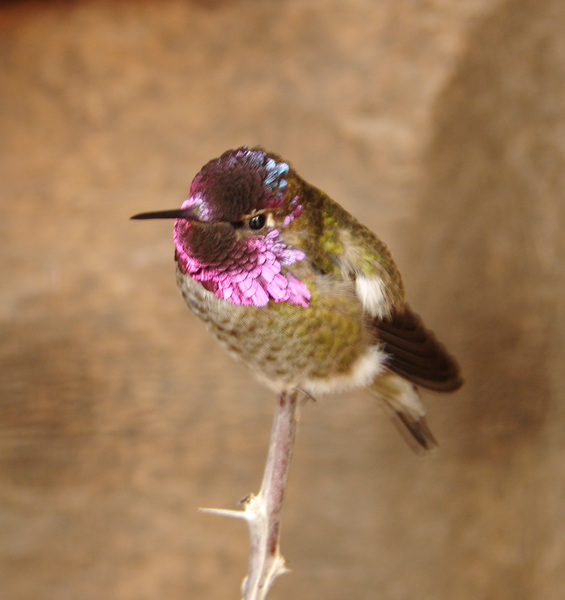 205annashummingbird