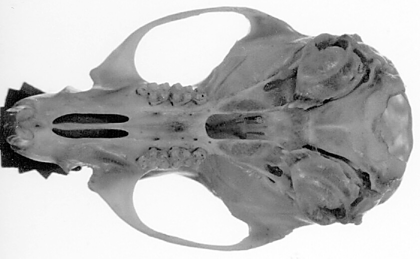 Craniata