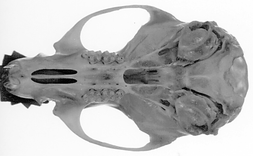 Craniata