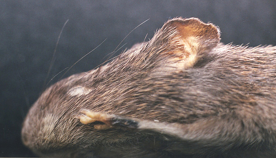 Rodentia