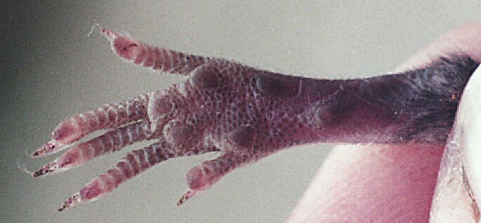 Eumetazoa