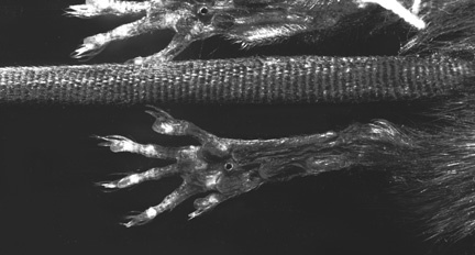 Euteleostomi