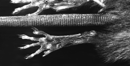 Vertebrata