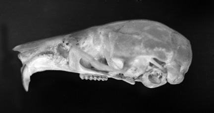 Craniata