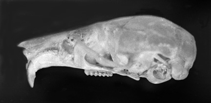 Craniata