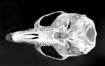 Craniata