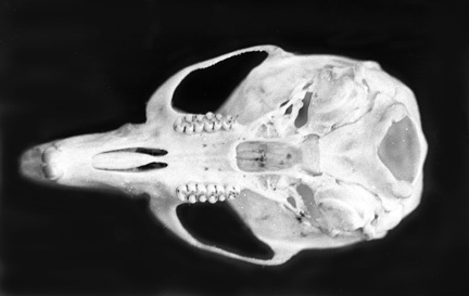 Craniata