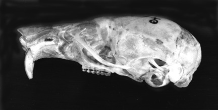 Craniata