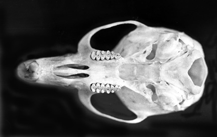 Craniata