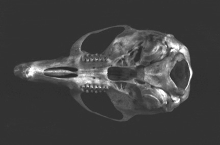 Craniata