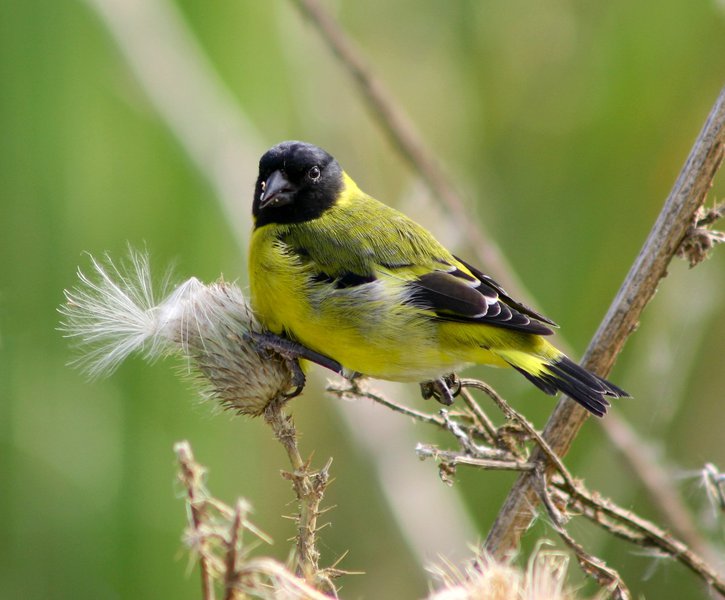 Carduelis