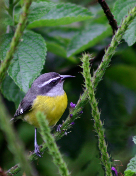 Coerebidae