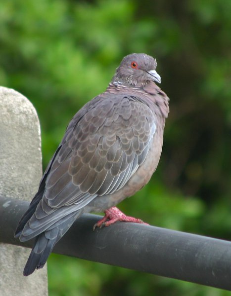 Columba