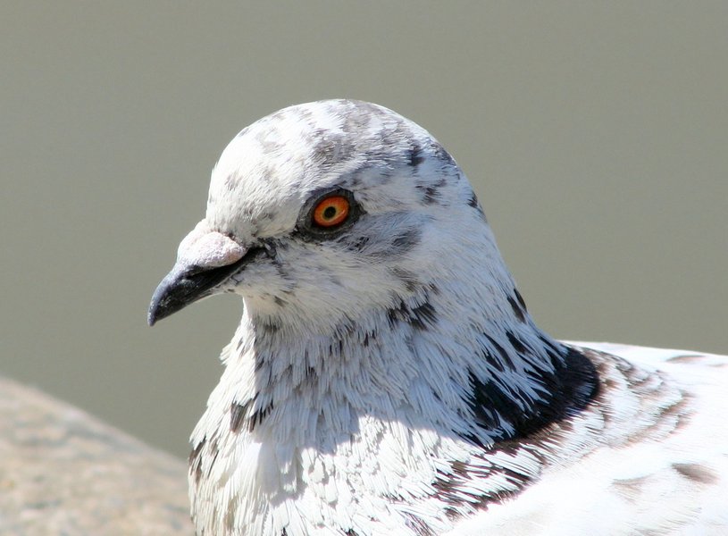 Columba livia