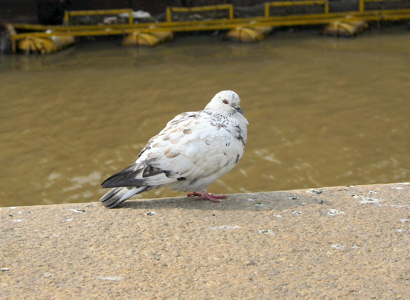 Columbidae