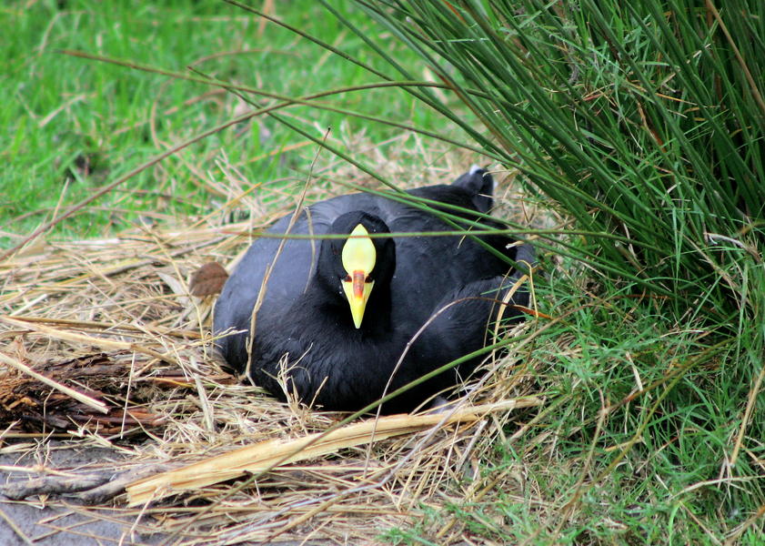 FulicaLeucopteraonnest