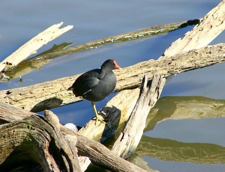 Rallidae