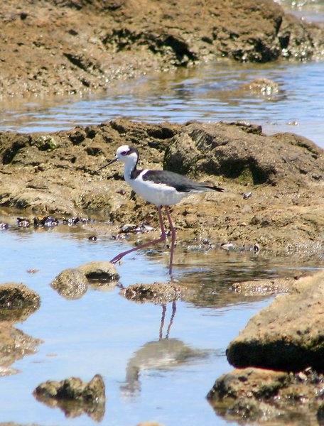 Himantopus himantopus