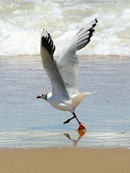 Charadriiformes