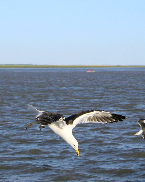 Charadriiformes