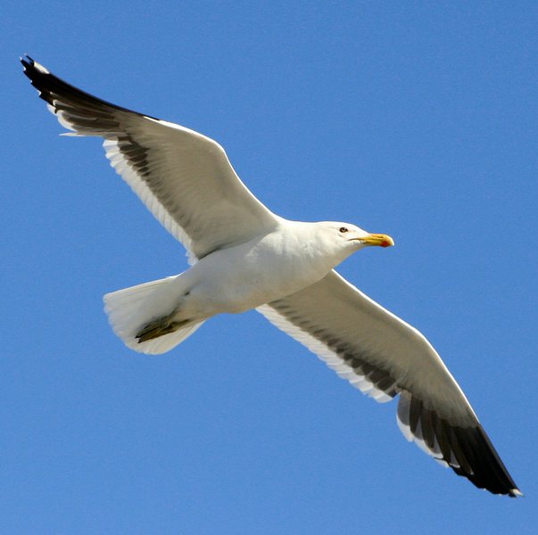 Laridae