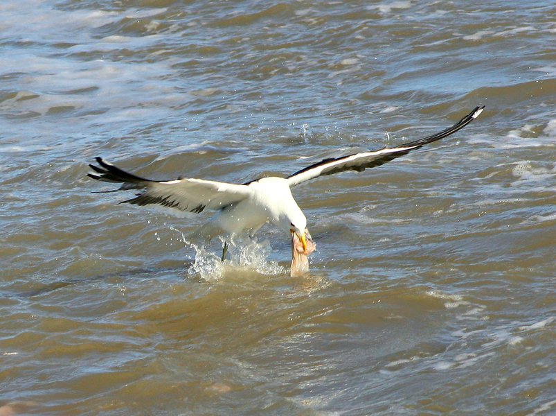 Larus dominicanus