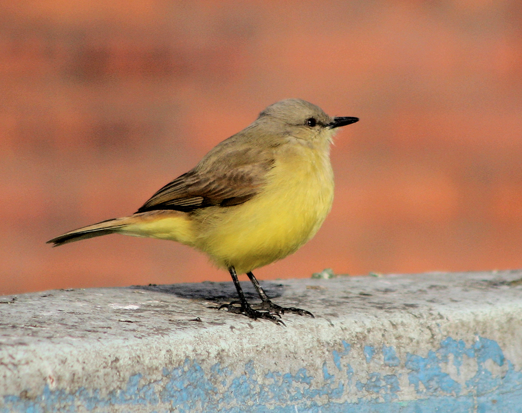 Machetornis rixosa