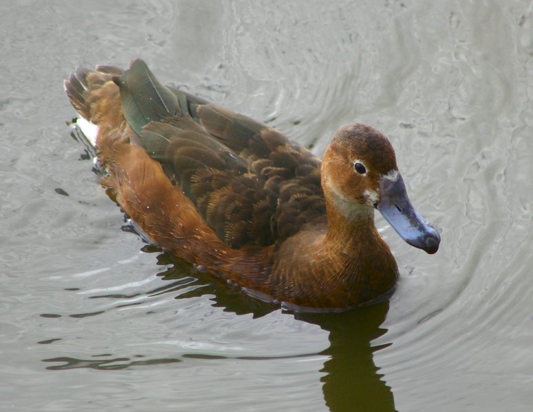 Anseriformes