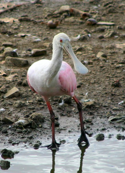 Ciconiiformes