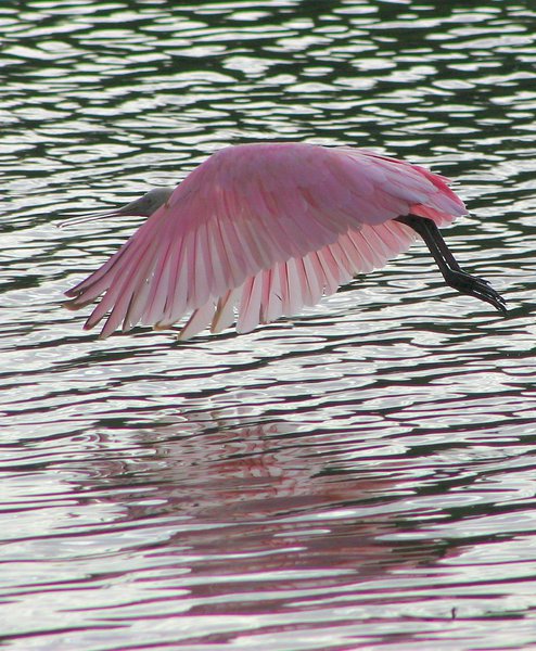 Ciconiiformes